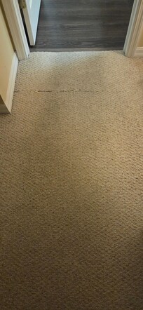 dirty and torn carpet between the entry and bedroom