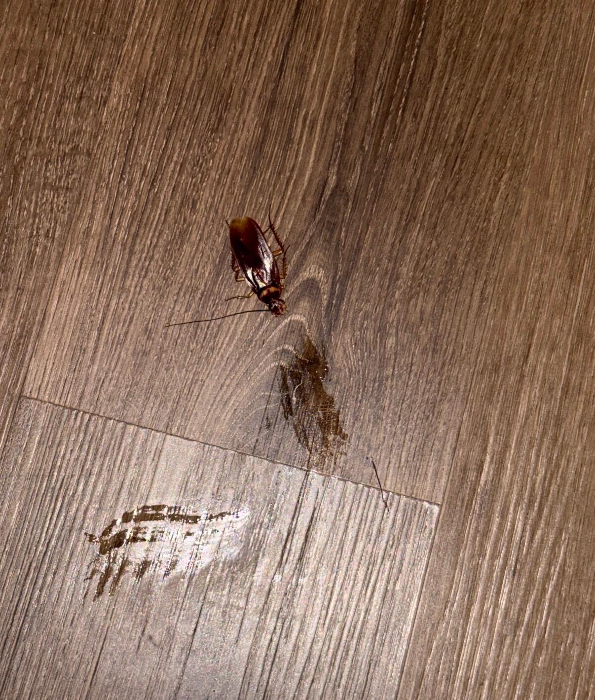 Cockroach #3