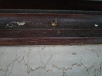 Tote Insekten und Schmutz am Fenster