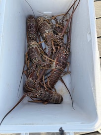Fun time with lobster