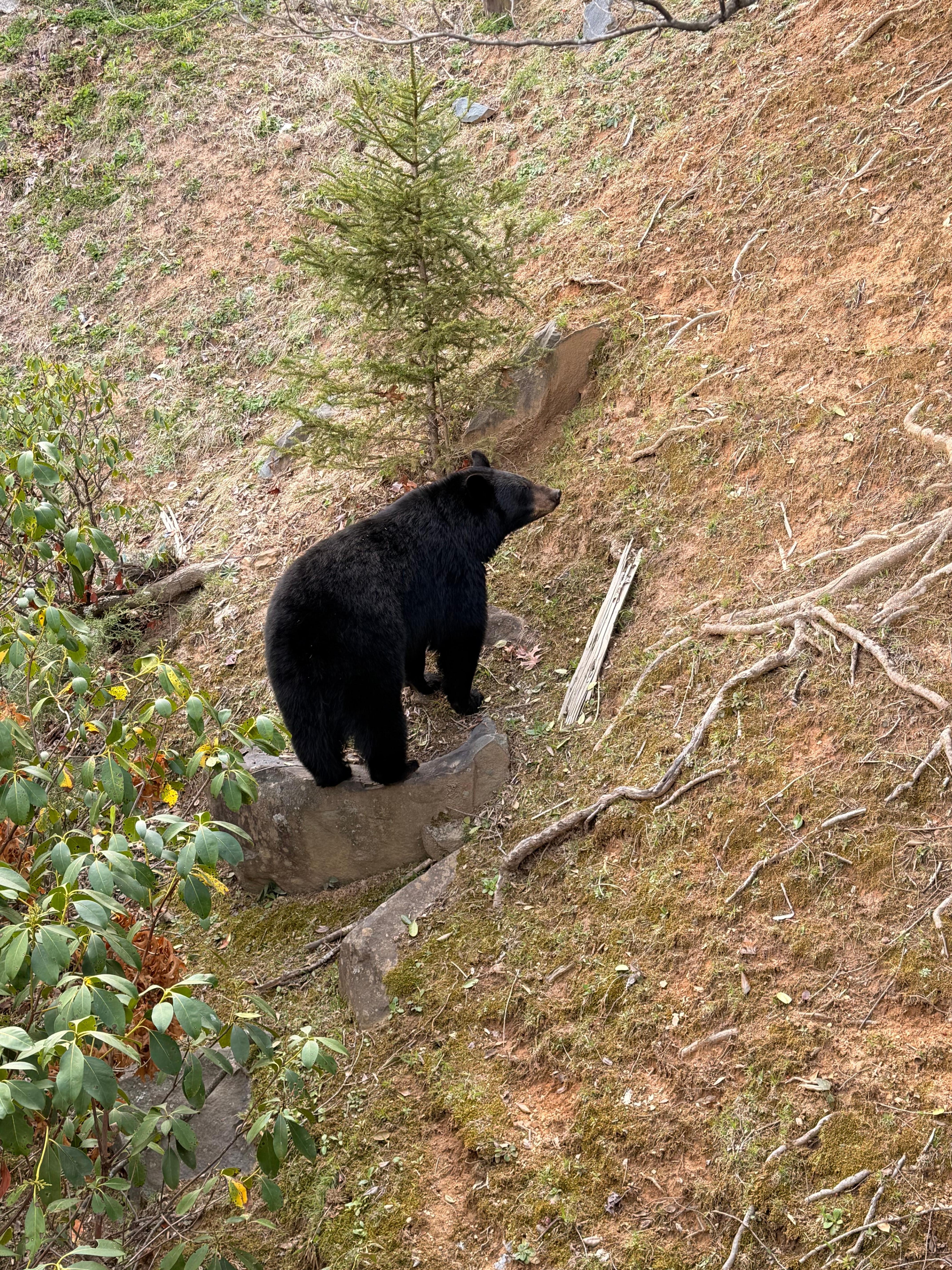 Bear visitor! This pic was from the deck off the master bedroom. 