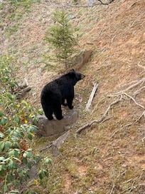 Bear visitor! This pic was from the deck off the master bedroom.