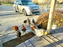We were greeted at the door this morning by some lovely chicks!!