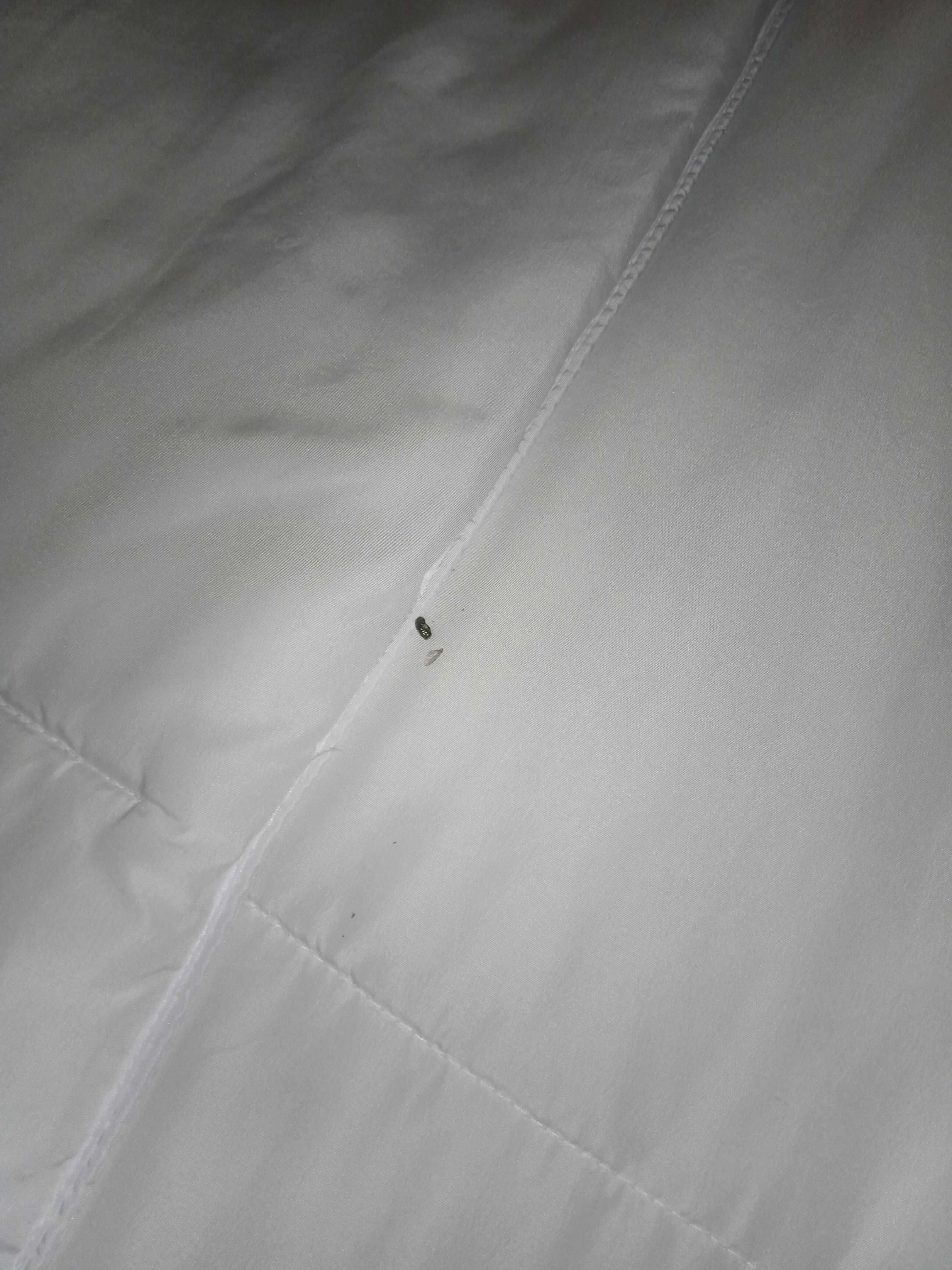 Dead bugs on bed seen after removing the colorful decorative roll pillow.