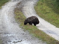 Resident wombat