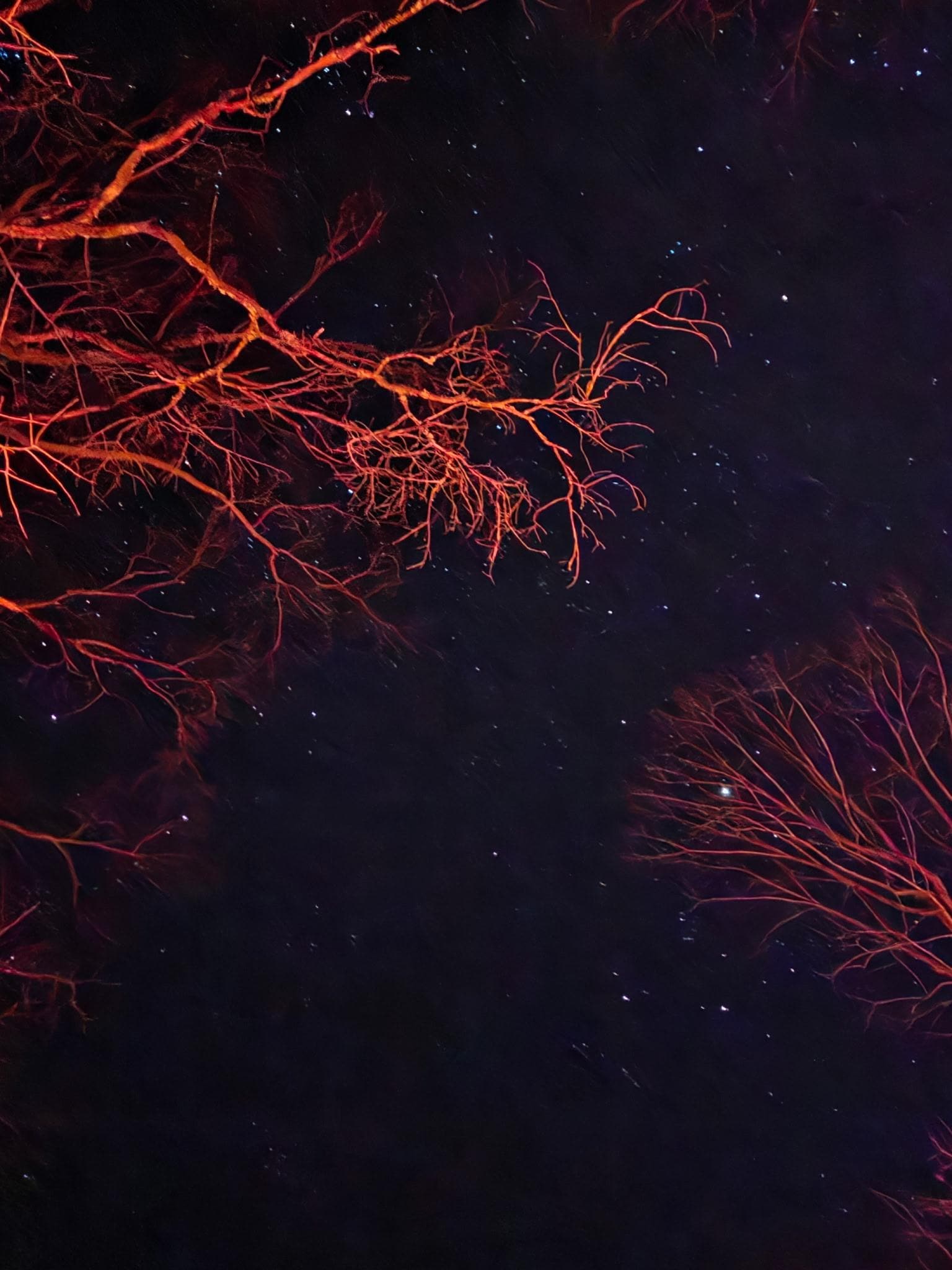 Night sky, with tree illuminated at the fire pit.