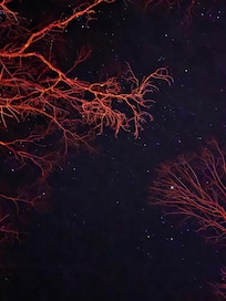 Night sky, with tree illuminated at the fire pit.