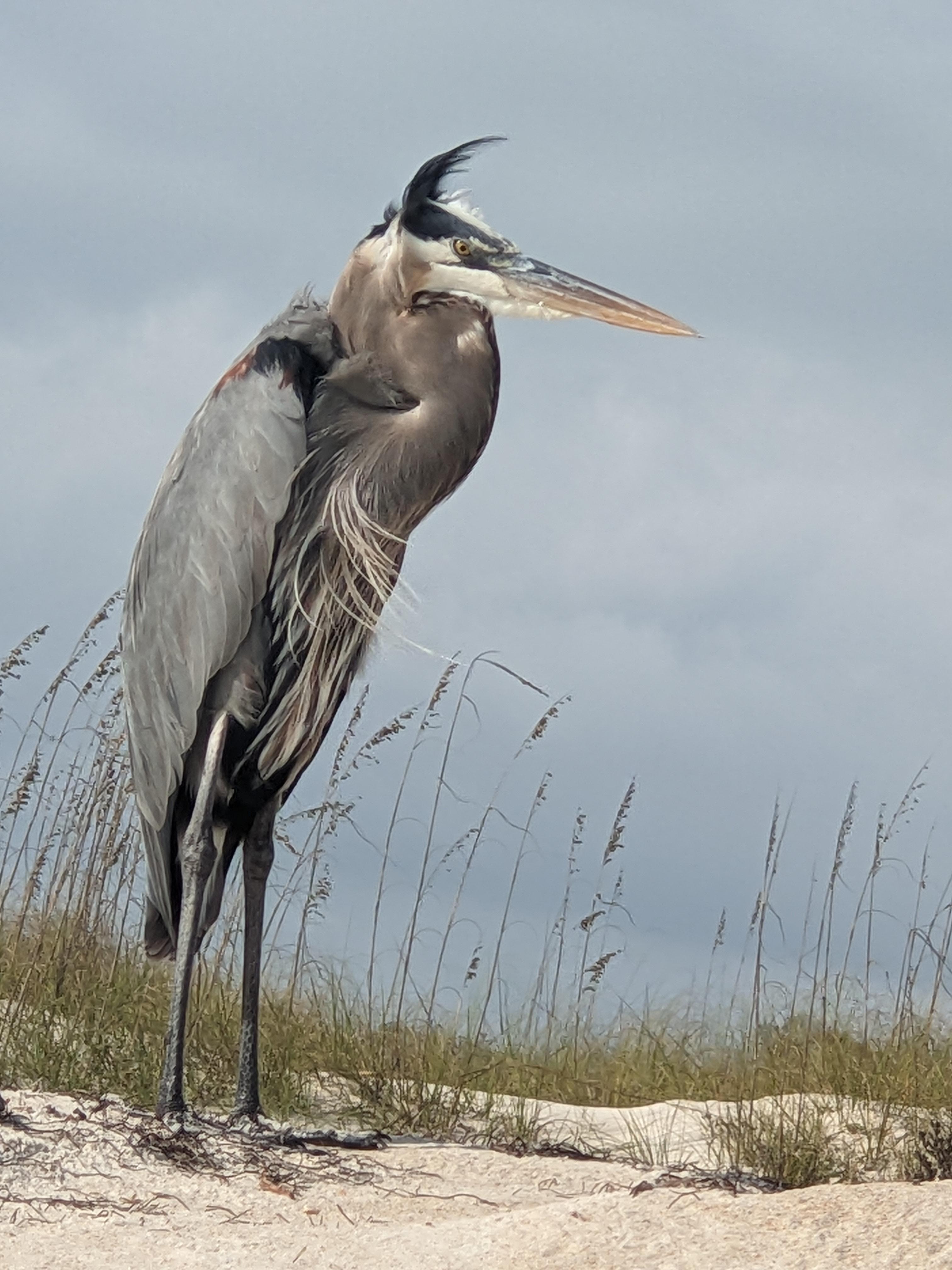 Great Blue Heron at nearby St. George Island State Park