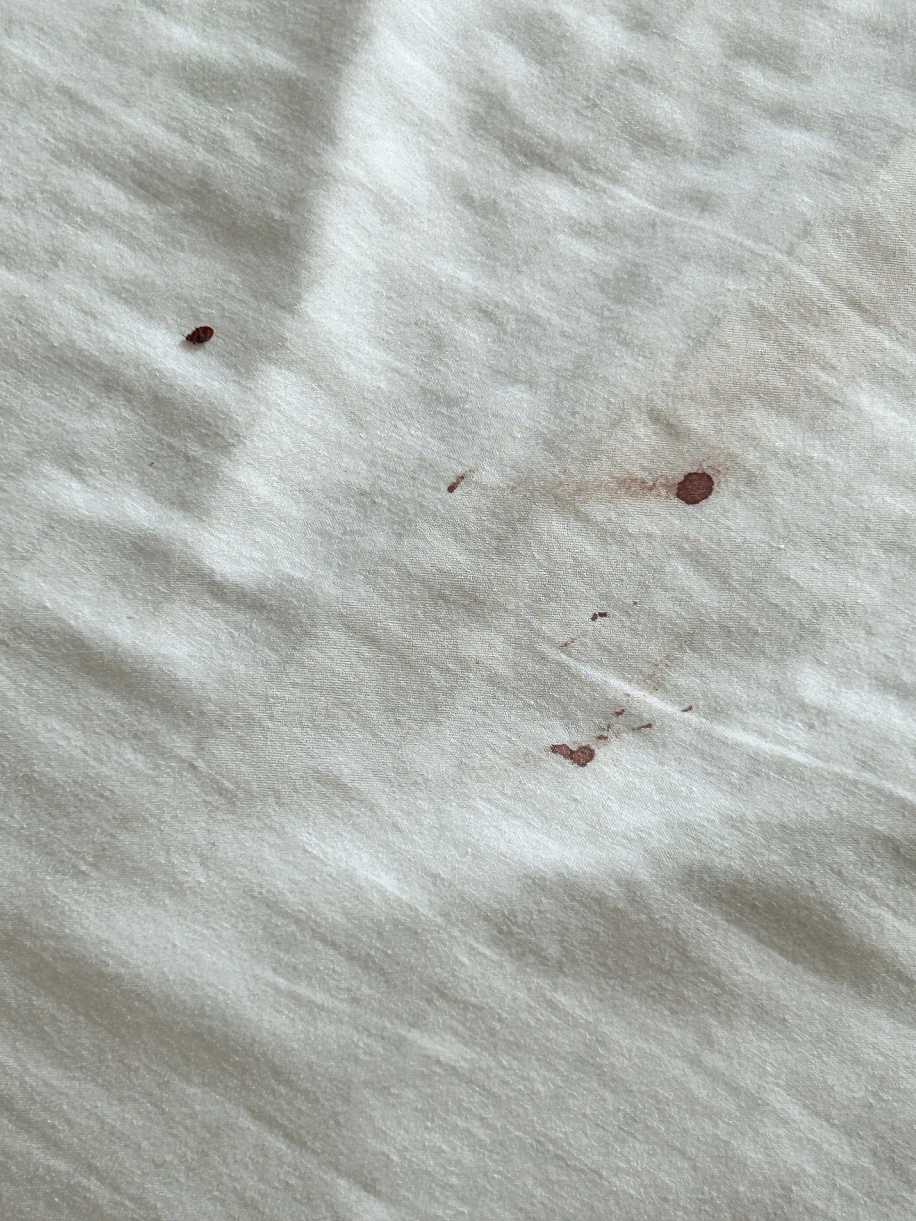 Blood stains of bed bugs. 