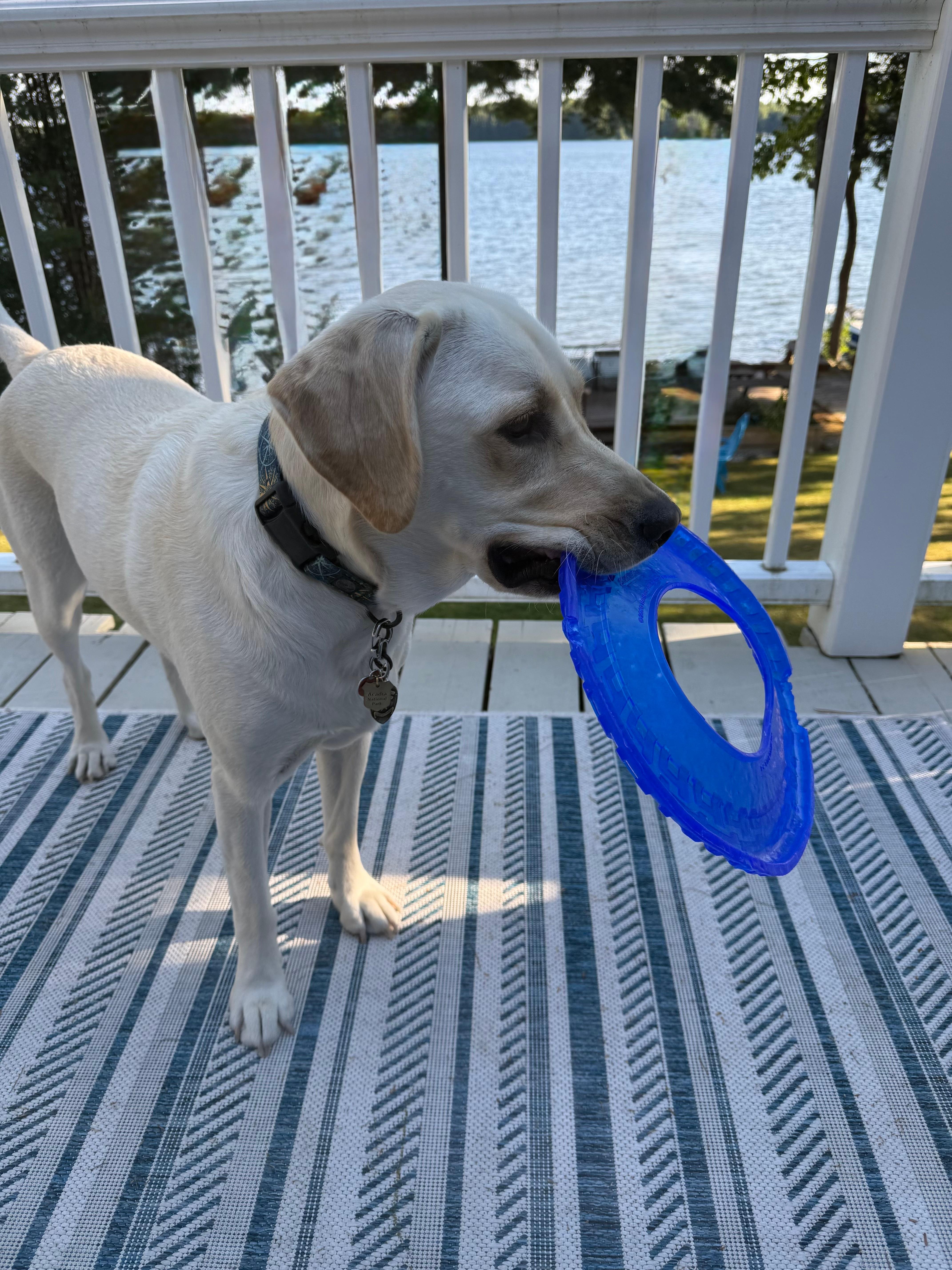Beacon loved the deck and the lake. Her first lake swim. 