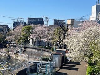 Sakuras all along the walkways