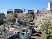 Sakuras all along the walkways