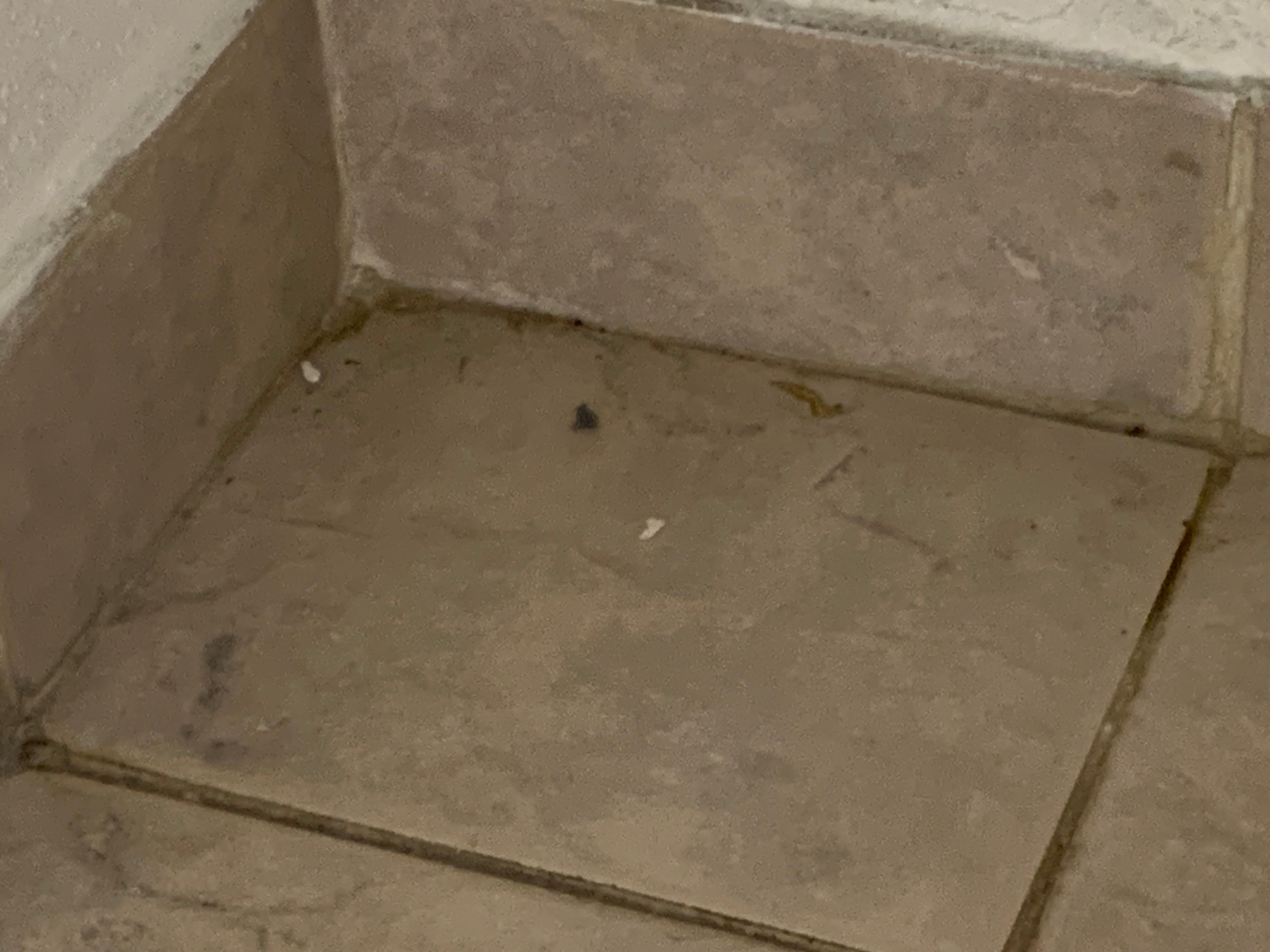 Bugs snd dirt in bathroom