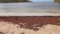 The beach was full of seaweed (sargassum) and it smells badly