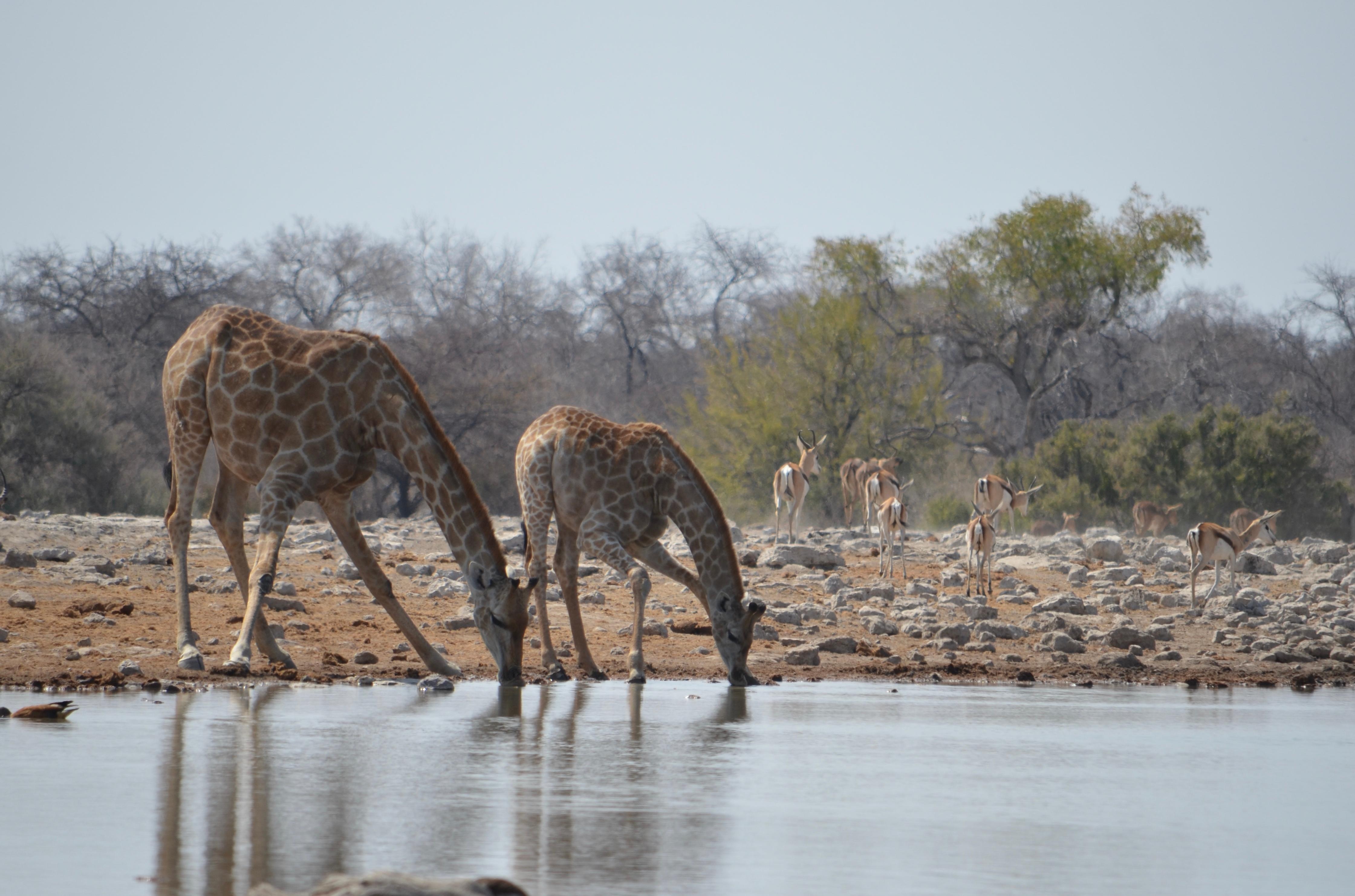 Inside Etosha