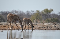 Inside Etosha