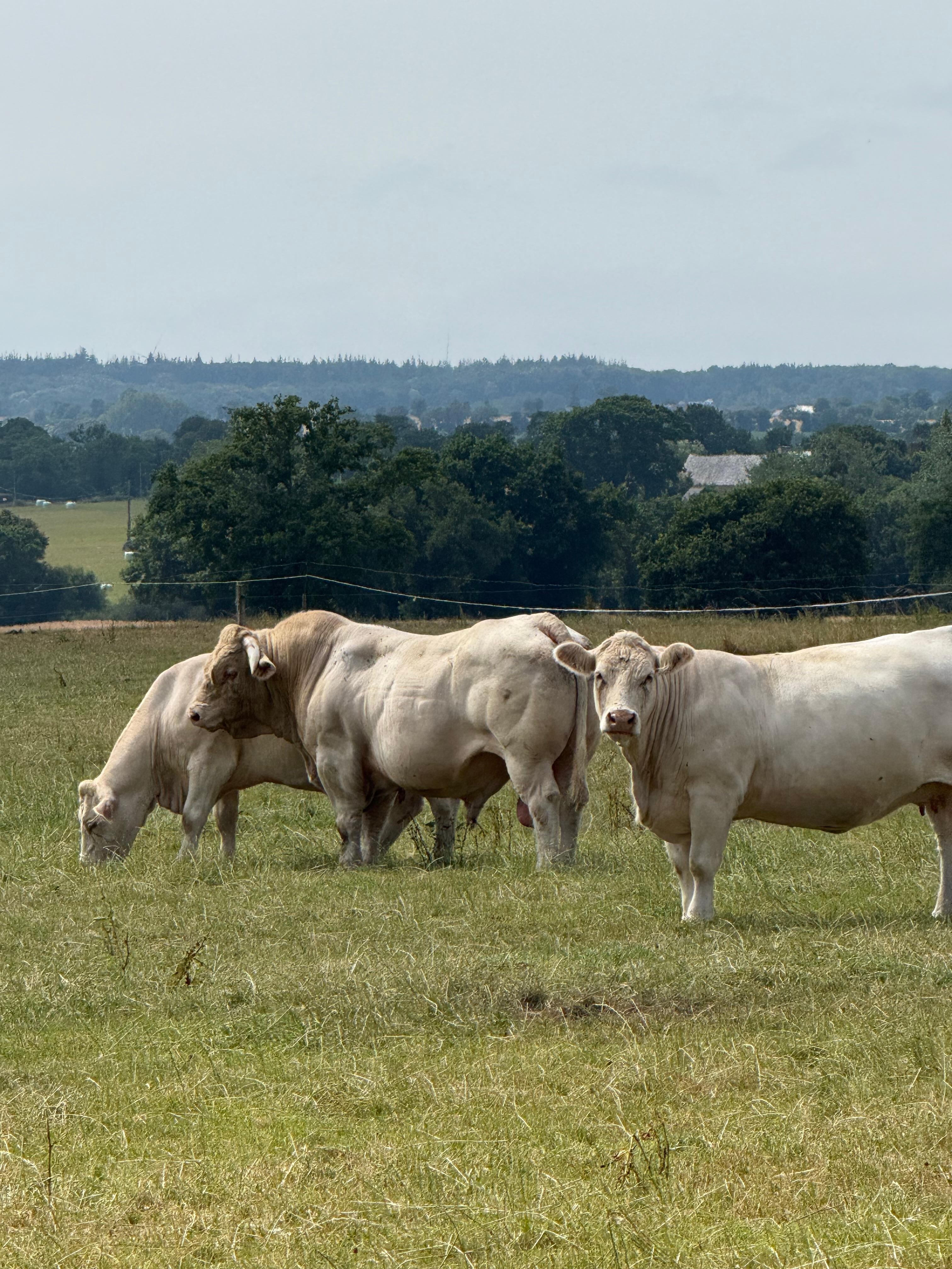 Nearby herd of Charlois cattle.