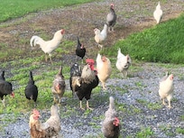 Chickens