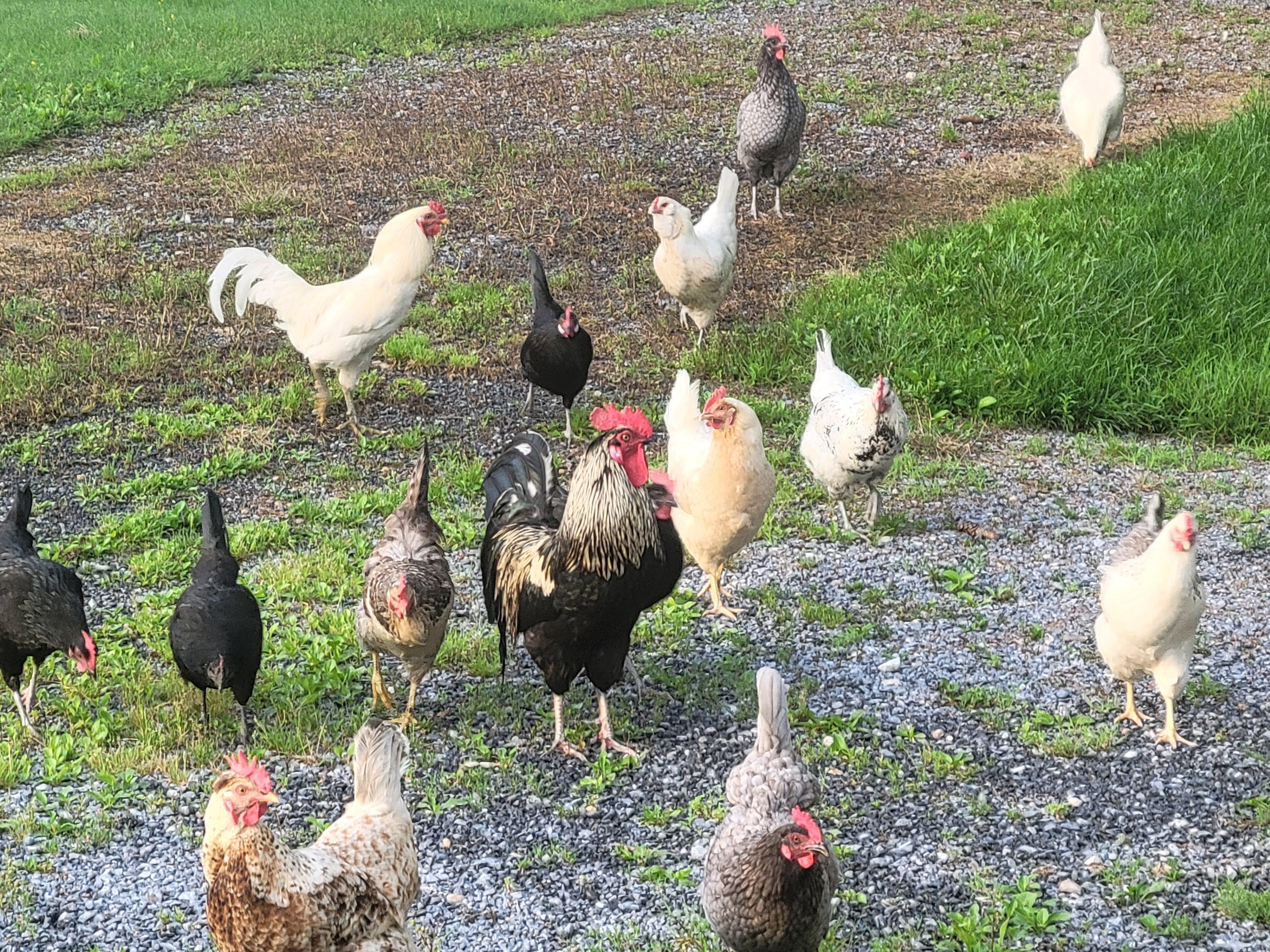 Chickens