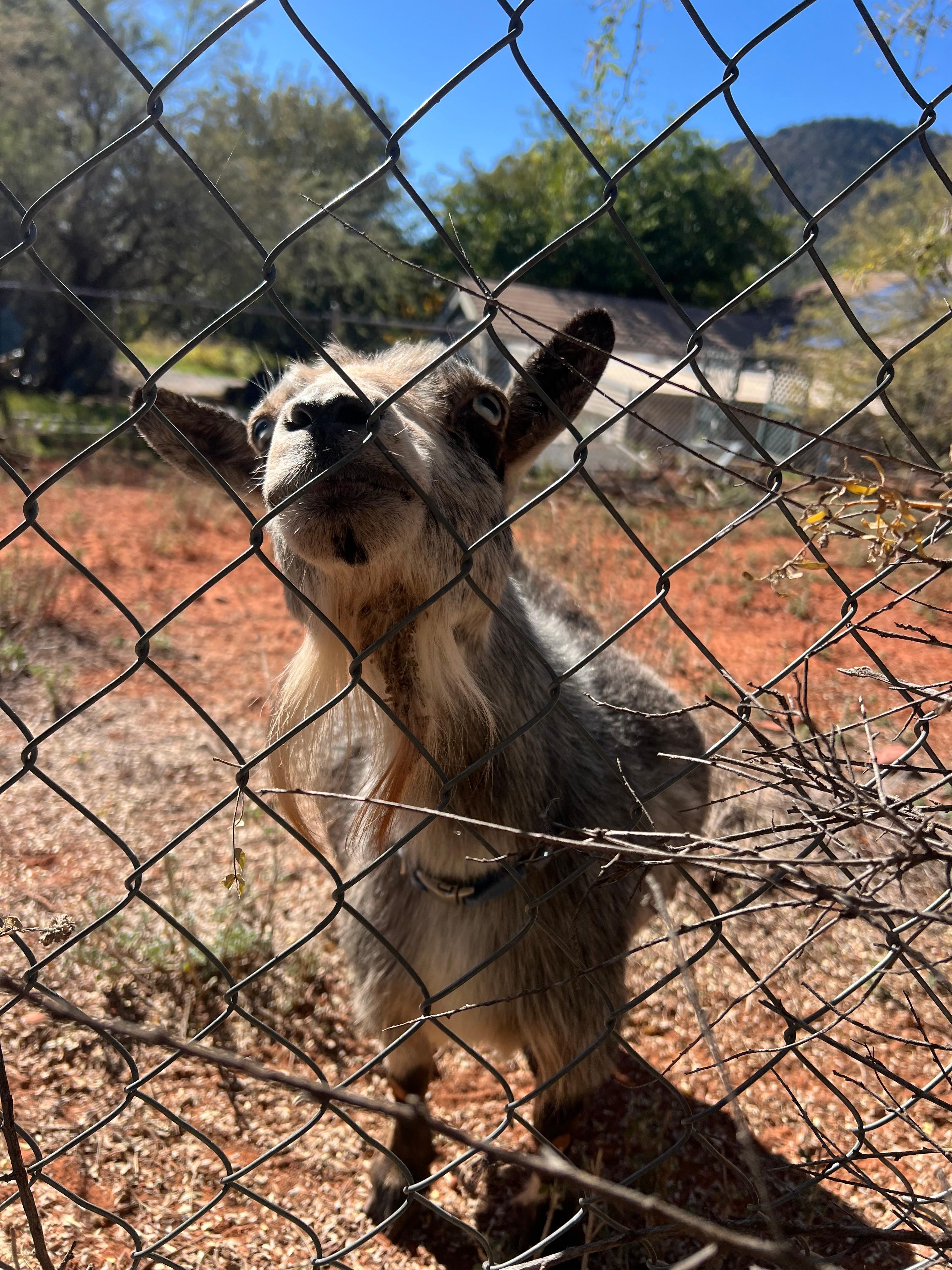 He liked the fruit peels I had..:)