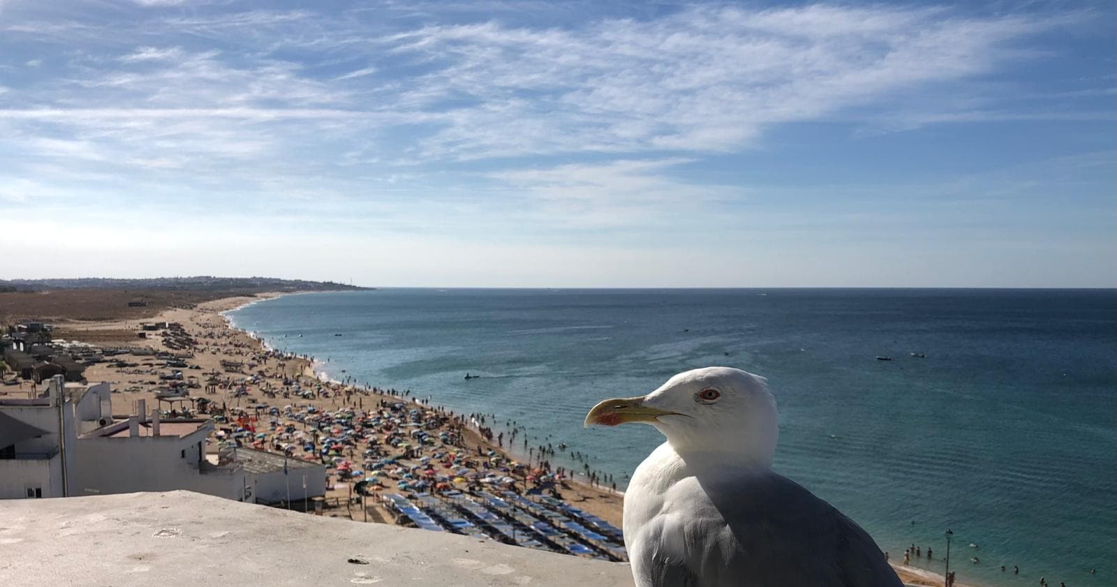 Onze trouwe vriend, zat er elke ochtend (niet voeren svp)