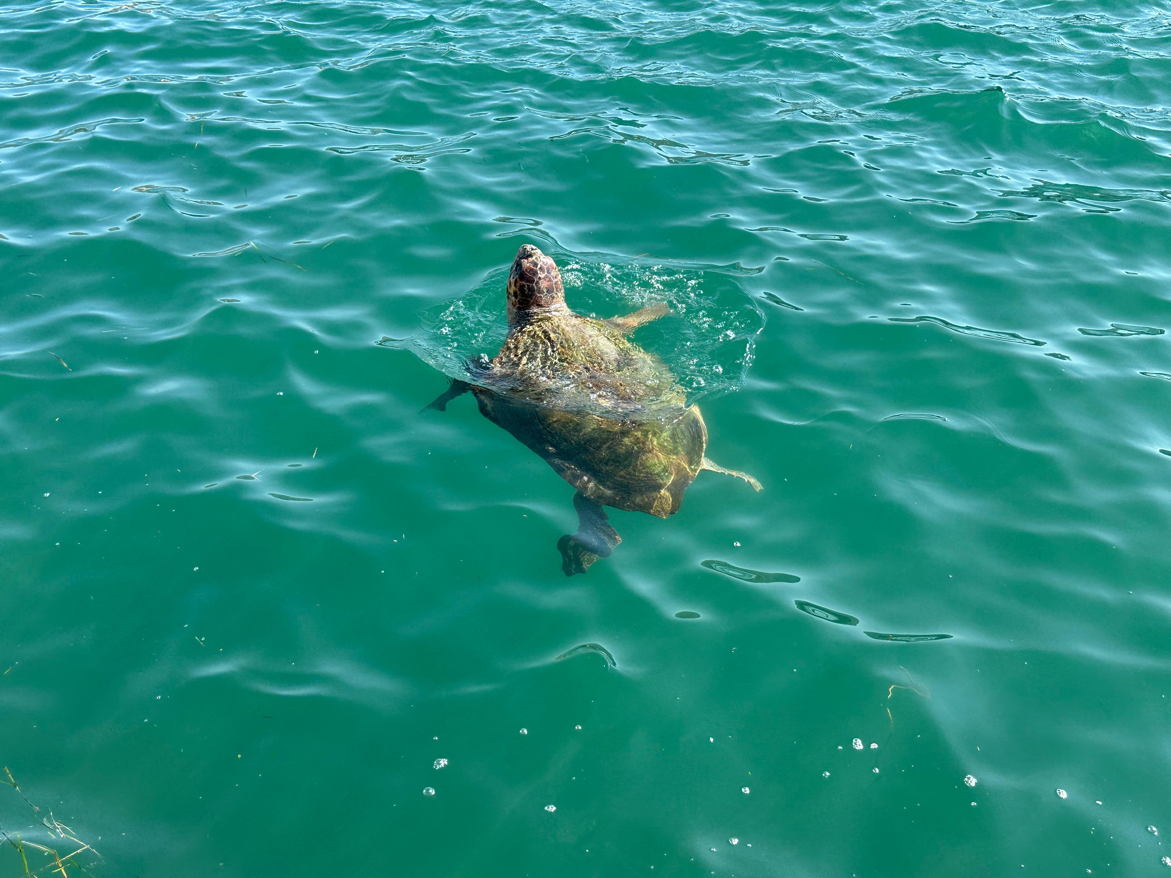 Schildkröte im Hafen von Argostoli 