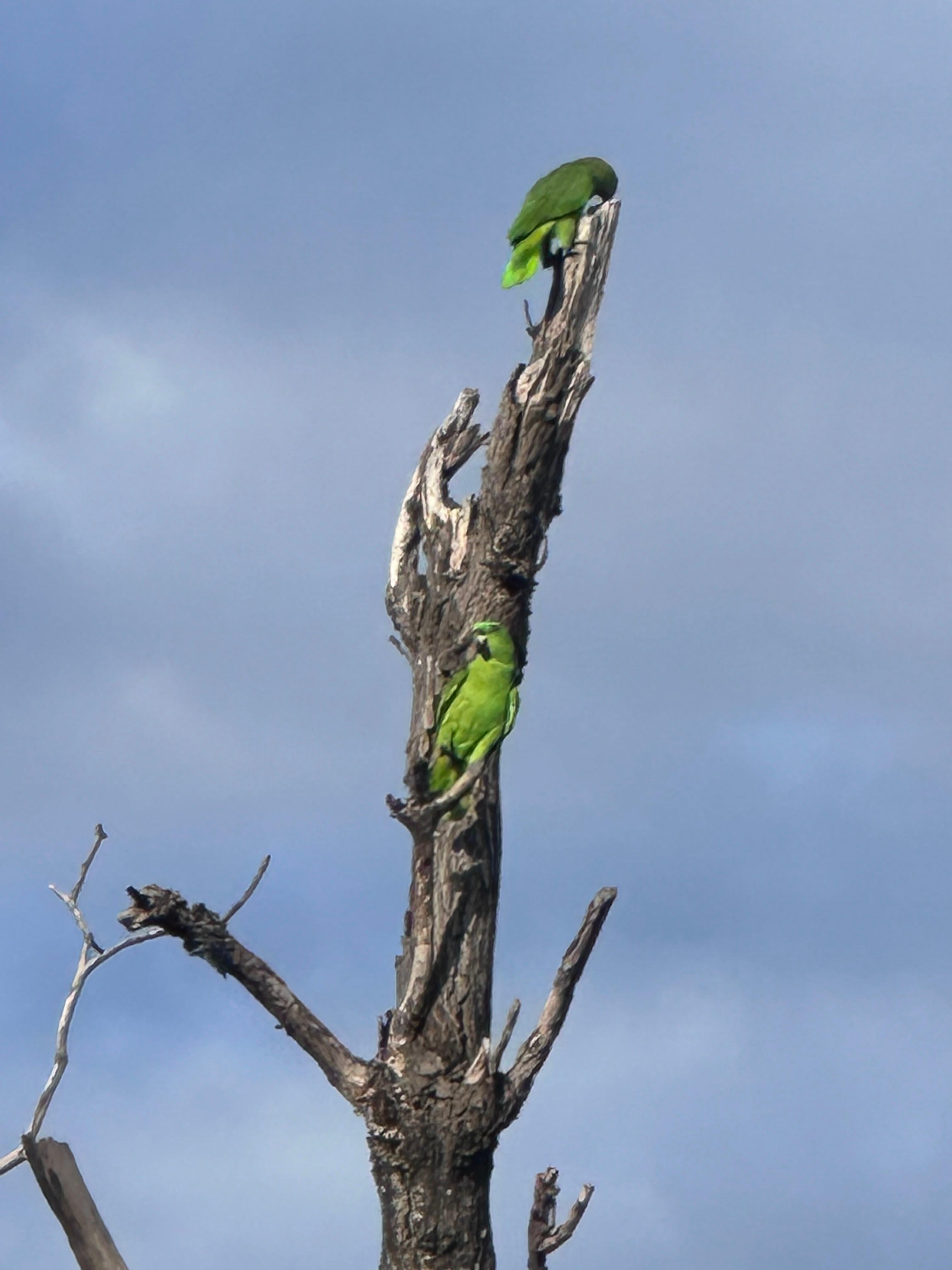 Parrots in back yard