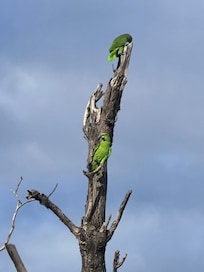 Parrots in back yard