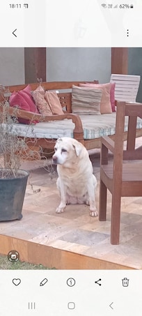 Minha cachorra Sofia que nos acompanhou.