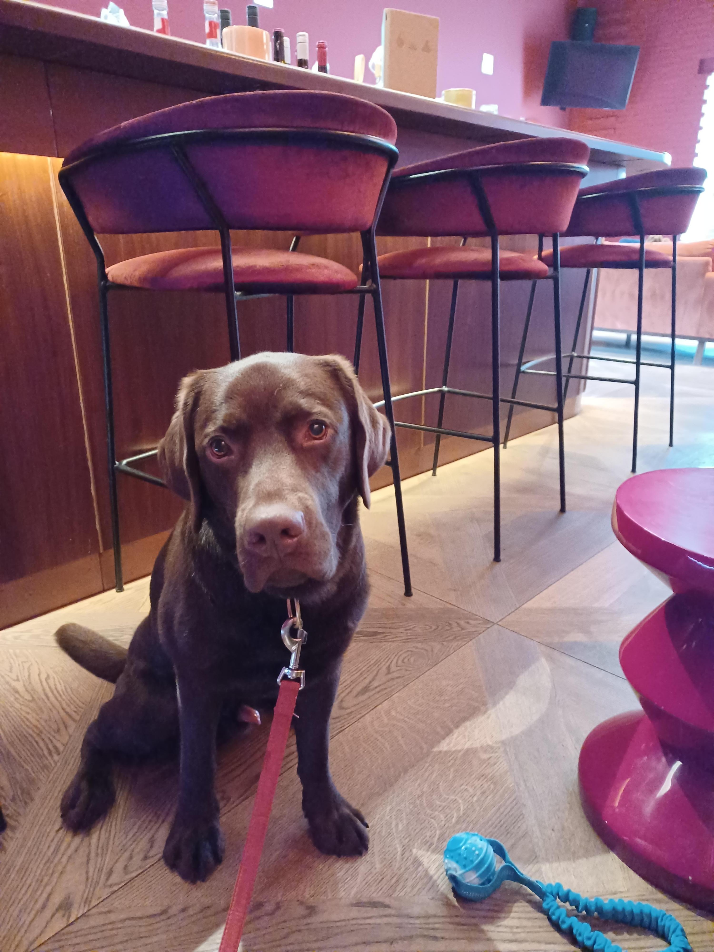Our dog chilling in the bar.