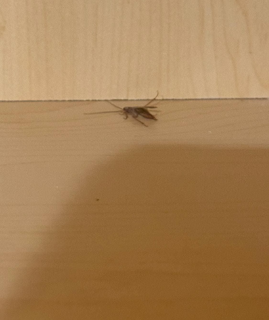 Cockroaches in cupboards- had to wash all dishes on day one. 