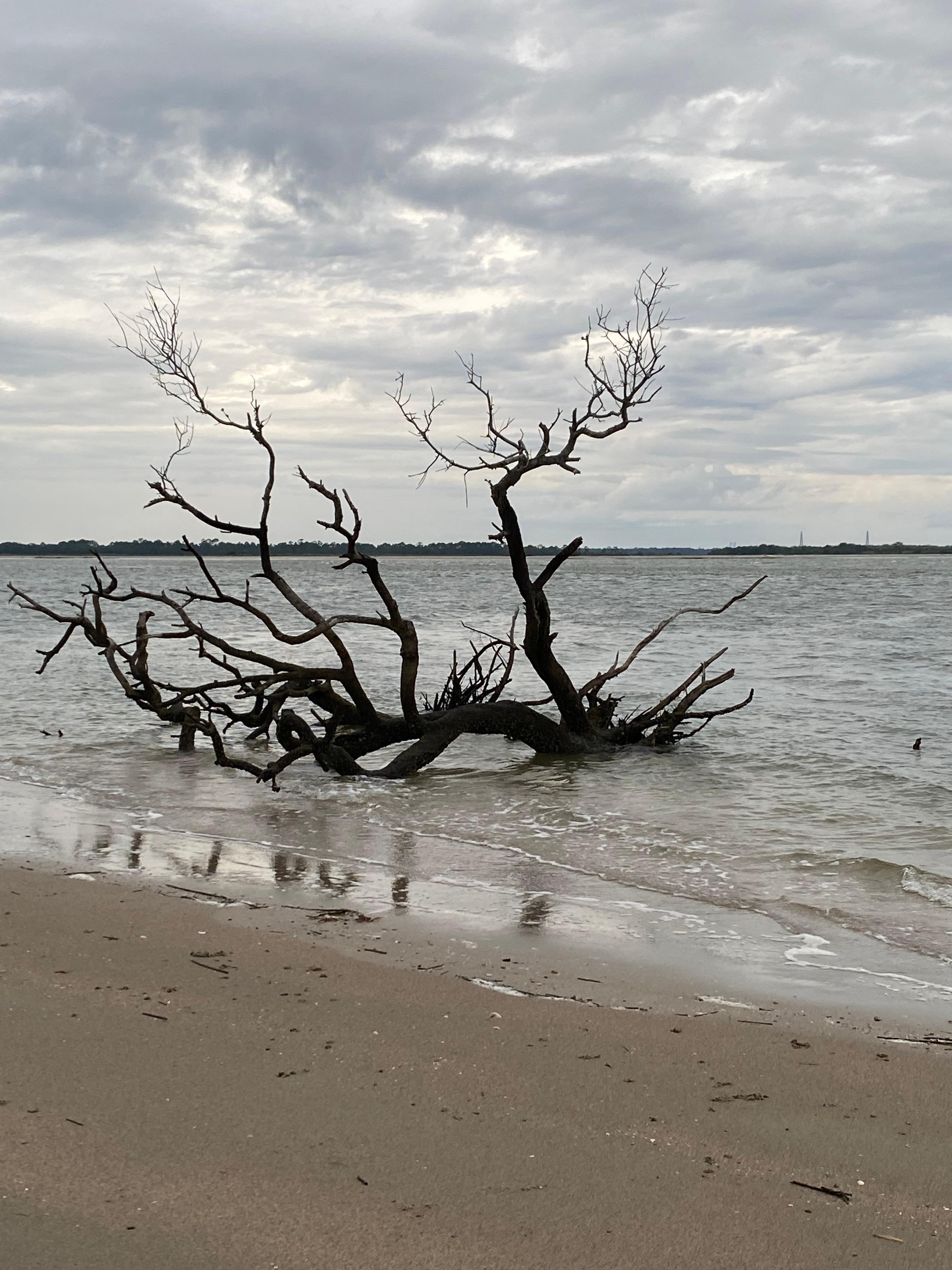 The haunting beauty of the tree cemetery at the lighthouse beach