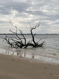The haunting beauty of the tree cemetery at the lighthouse beach