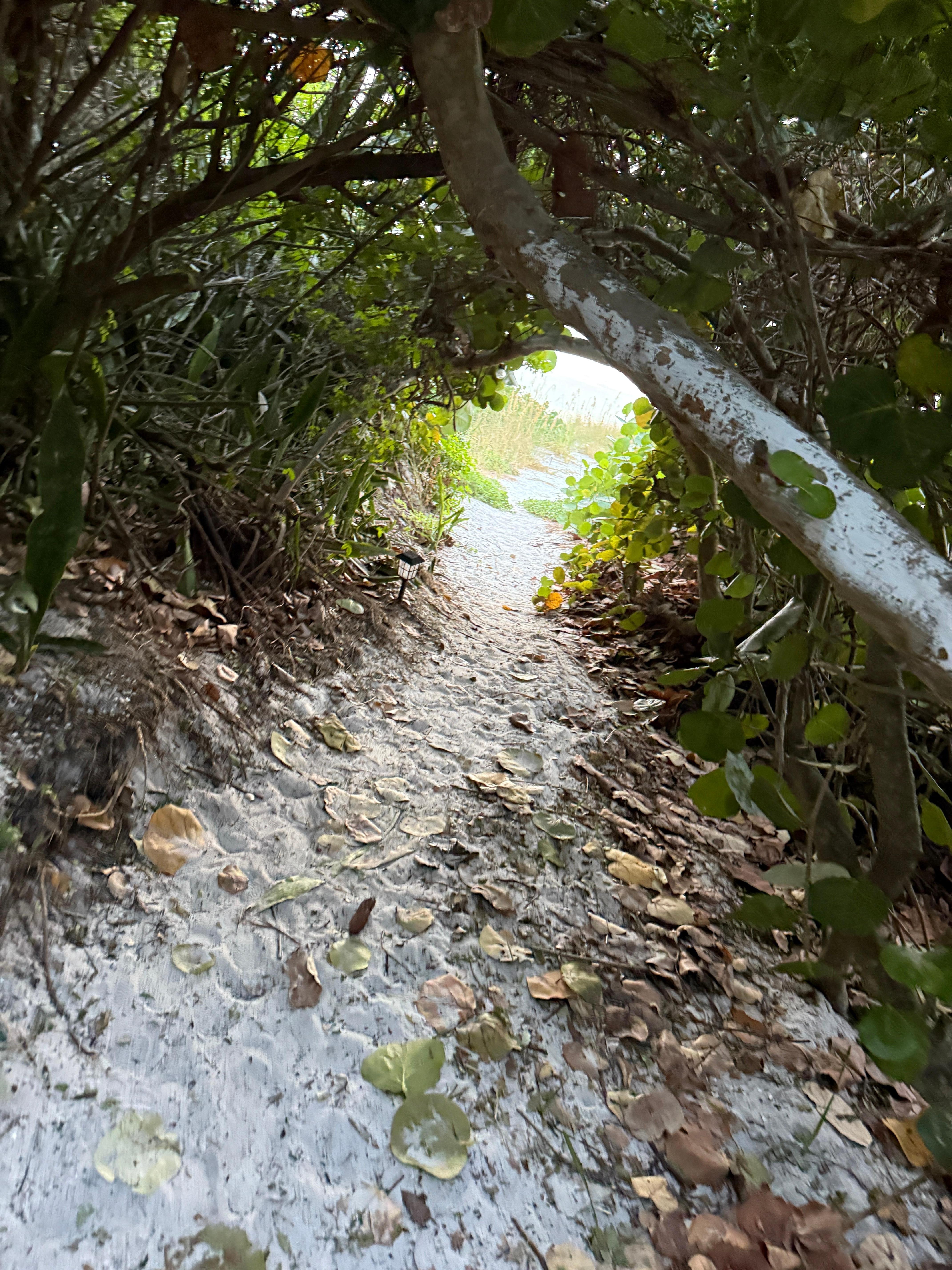 The path from the house to the beach