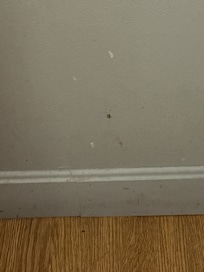 Looks like black mold spurs