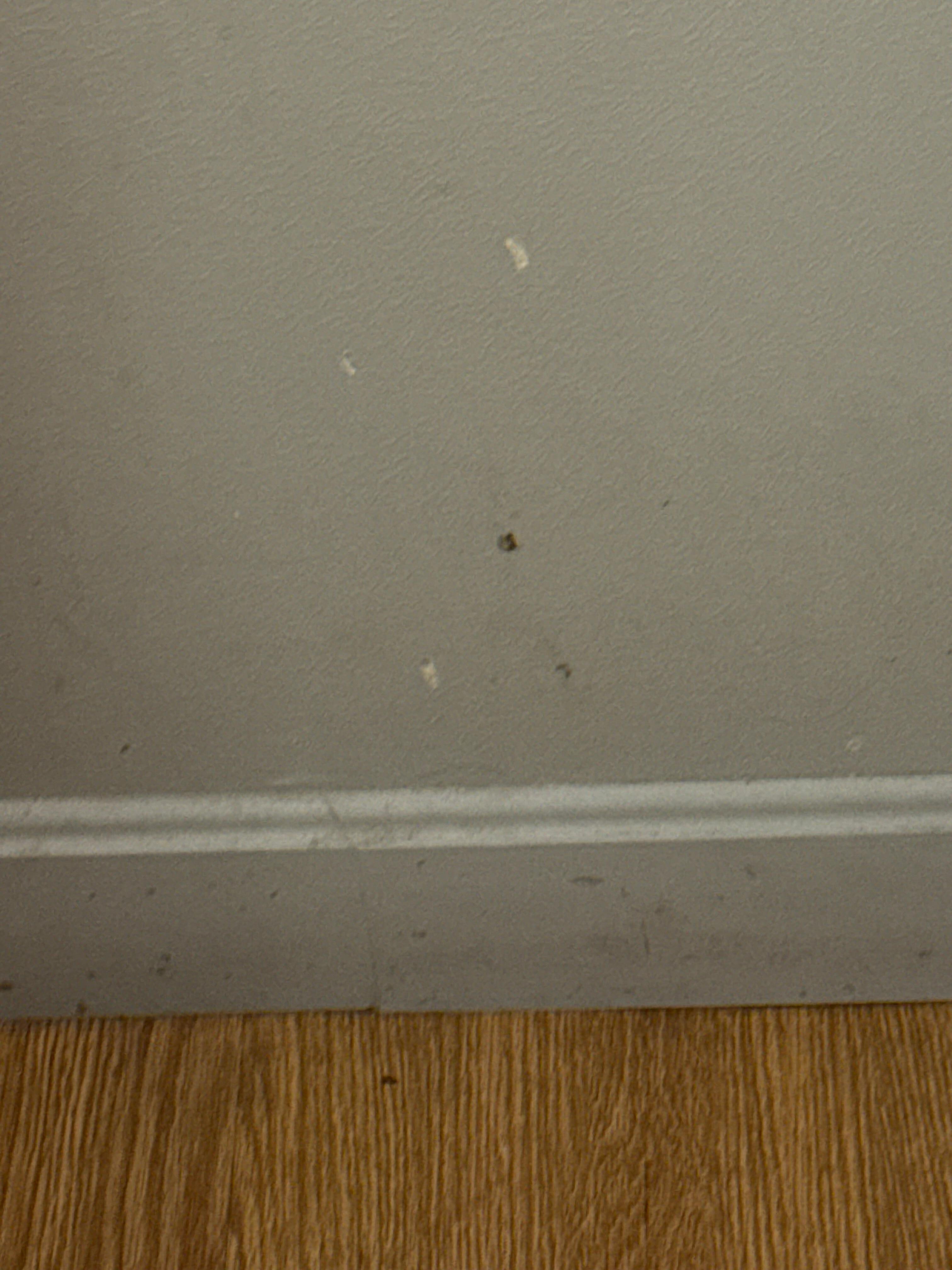 Looks like black mold spurs