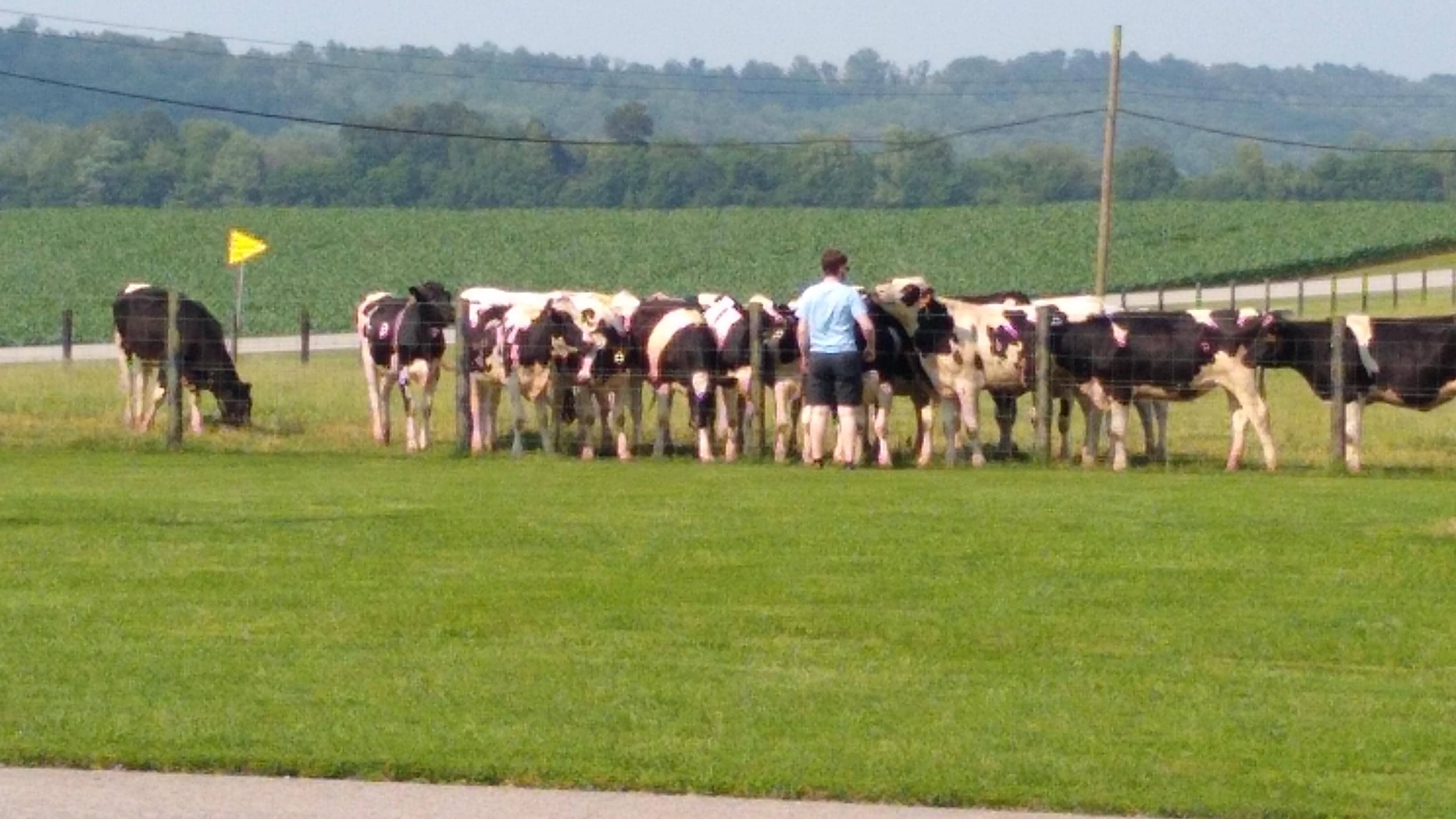 Getting some kisses from the cows.  They loved getting scratched on their heads.
