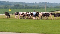 Getting some kisses from the cows. They loved getting scratched on their heads.