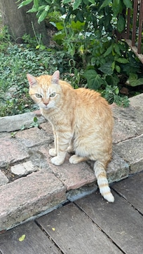 Beautiful Fusco the friendly feline