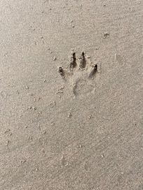 Leave only paw prints 🐾