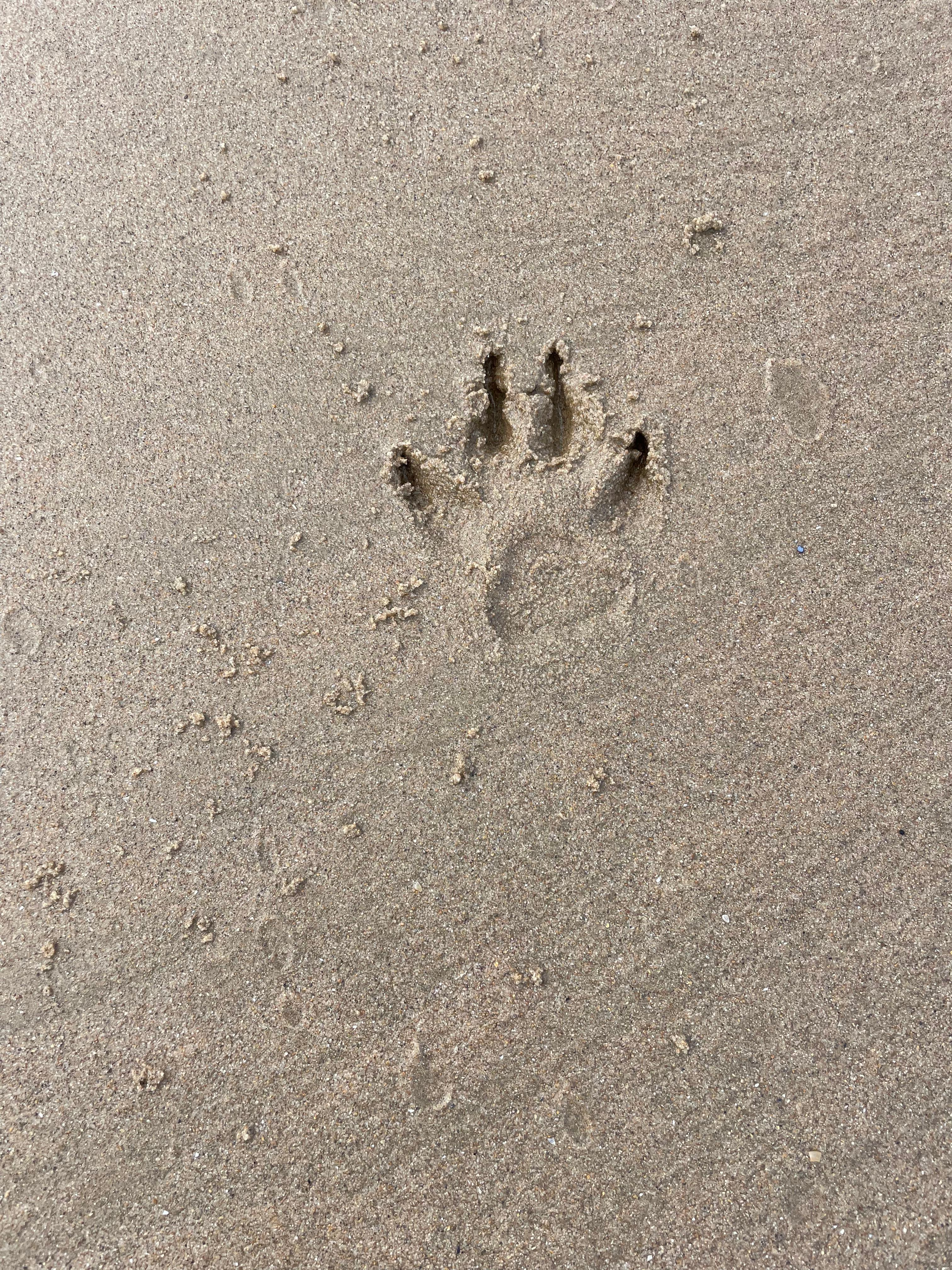 Leave only paw prints 🐾 