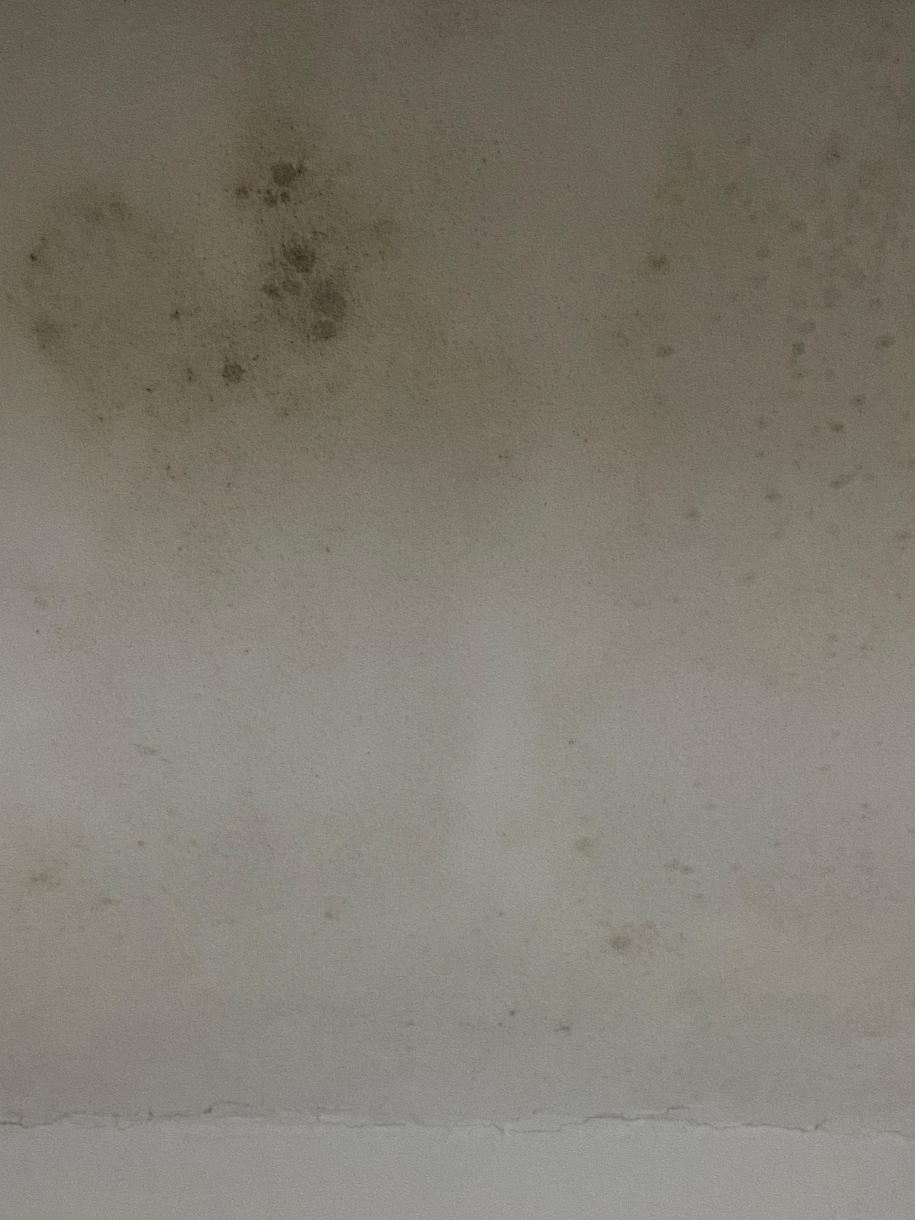 Mold in the closet 