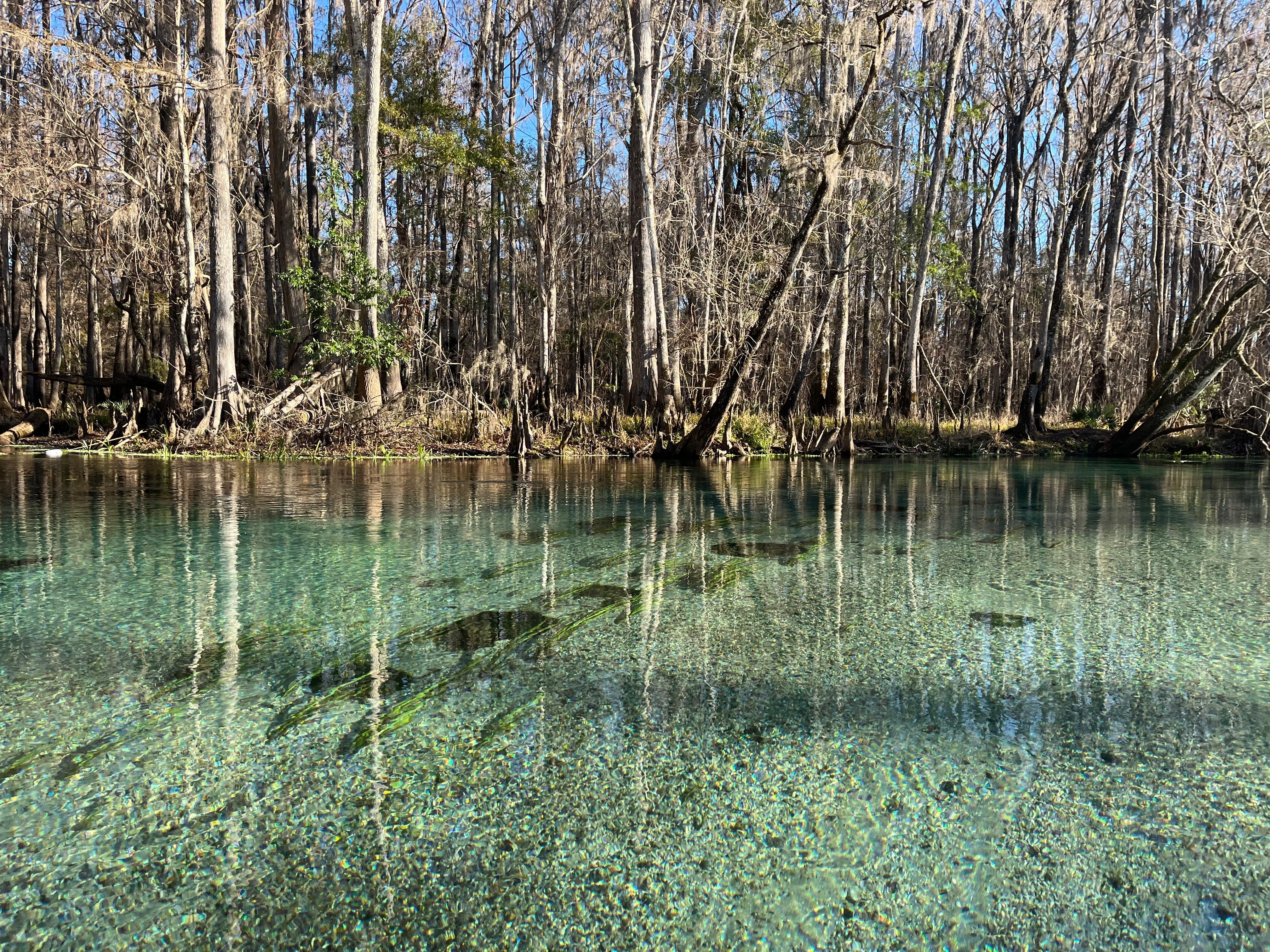 Beautiful Ichetucknee 