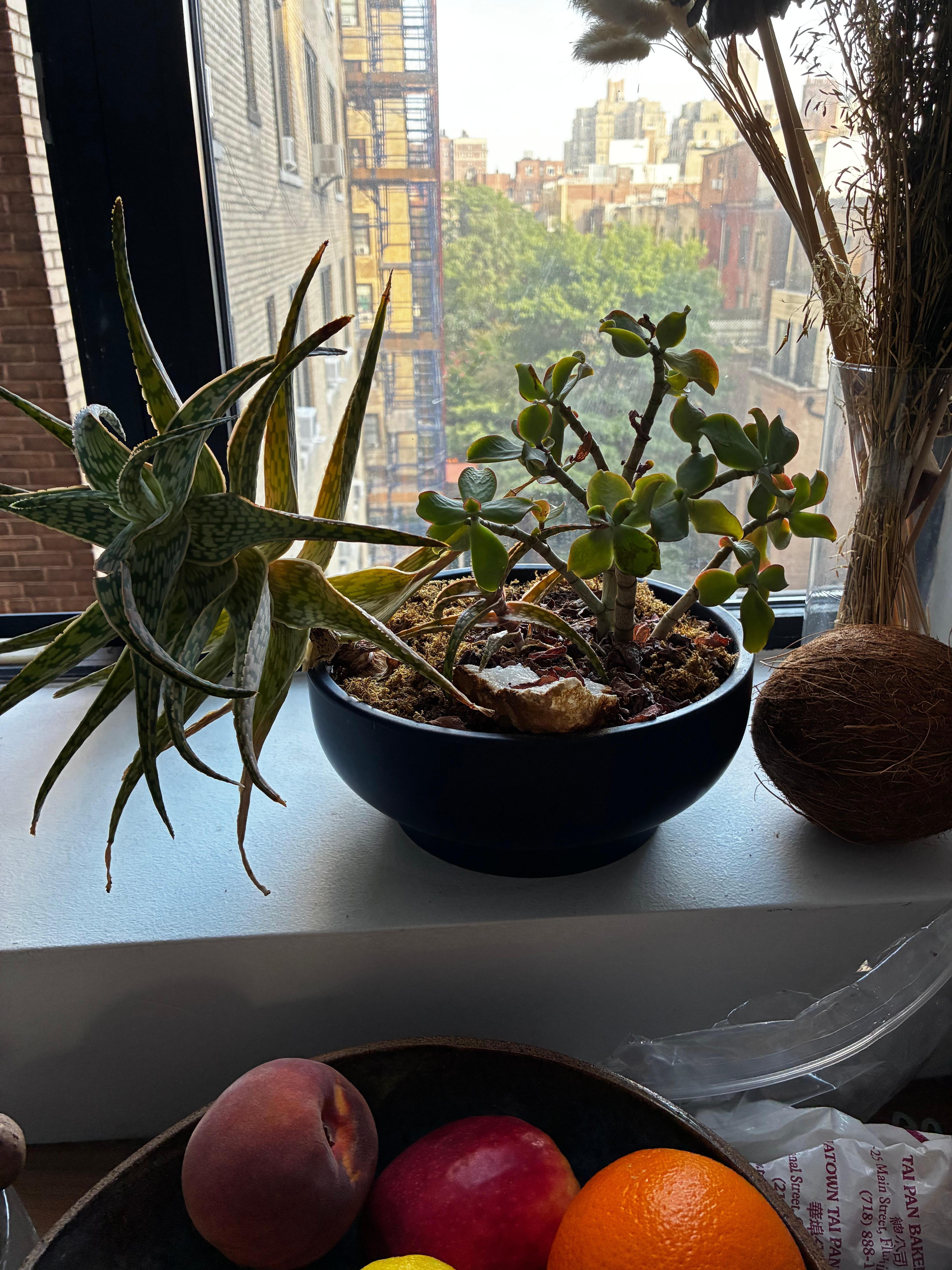 View out the back window 