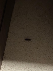 bugs in the room