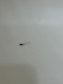Clumps of hair in the bath tub.