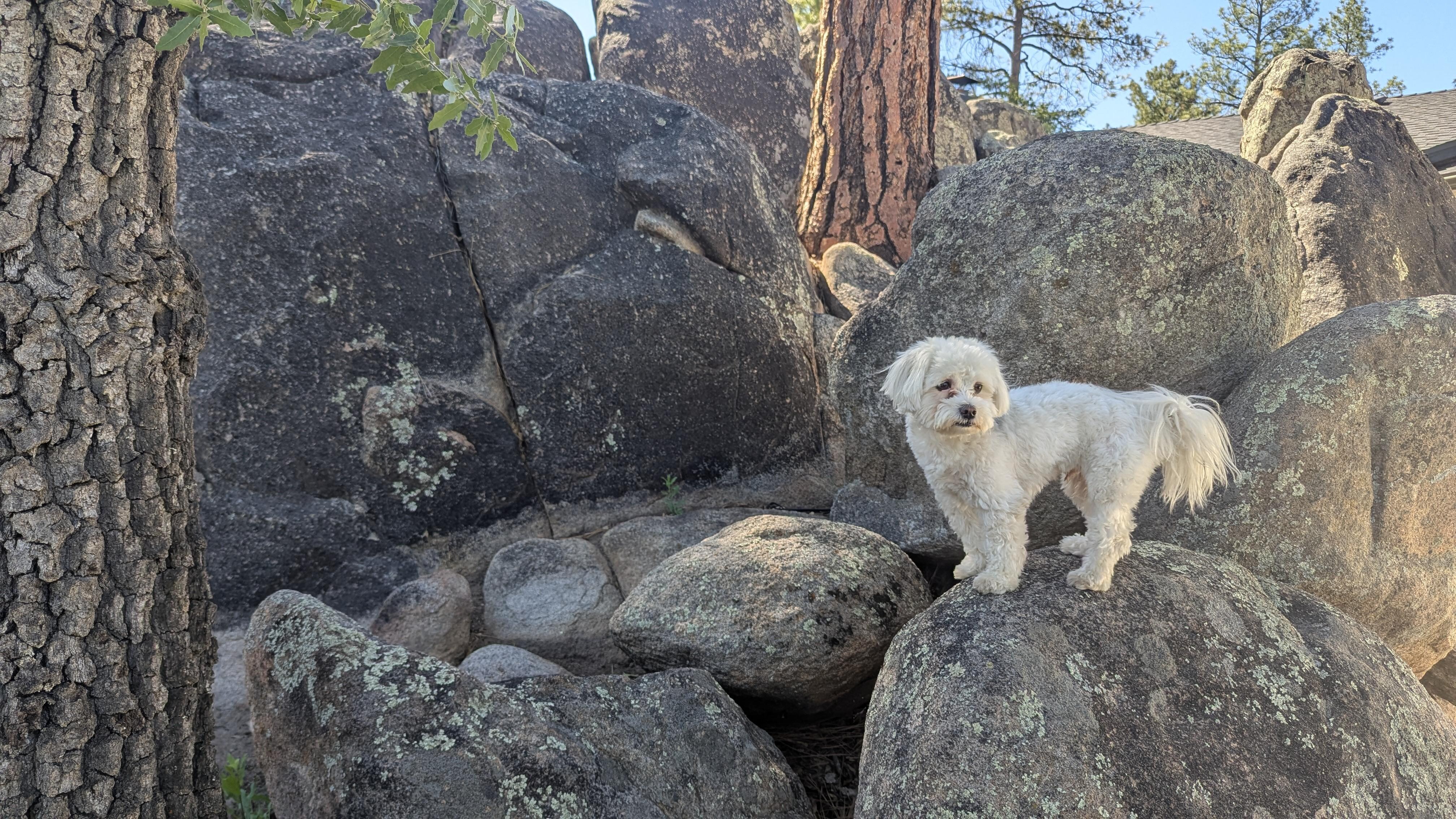 my pup is actually a miniature mountain goat :).