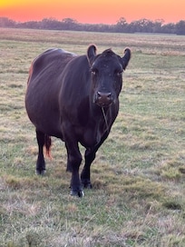 Black angus beef mother cow.