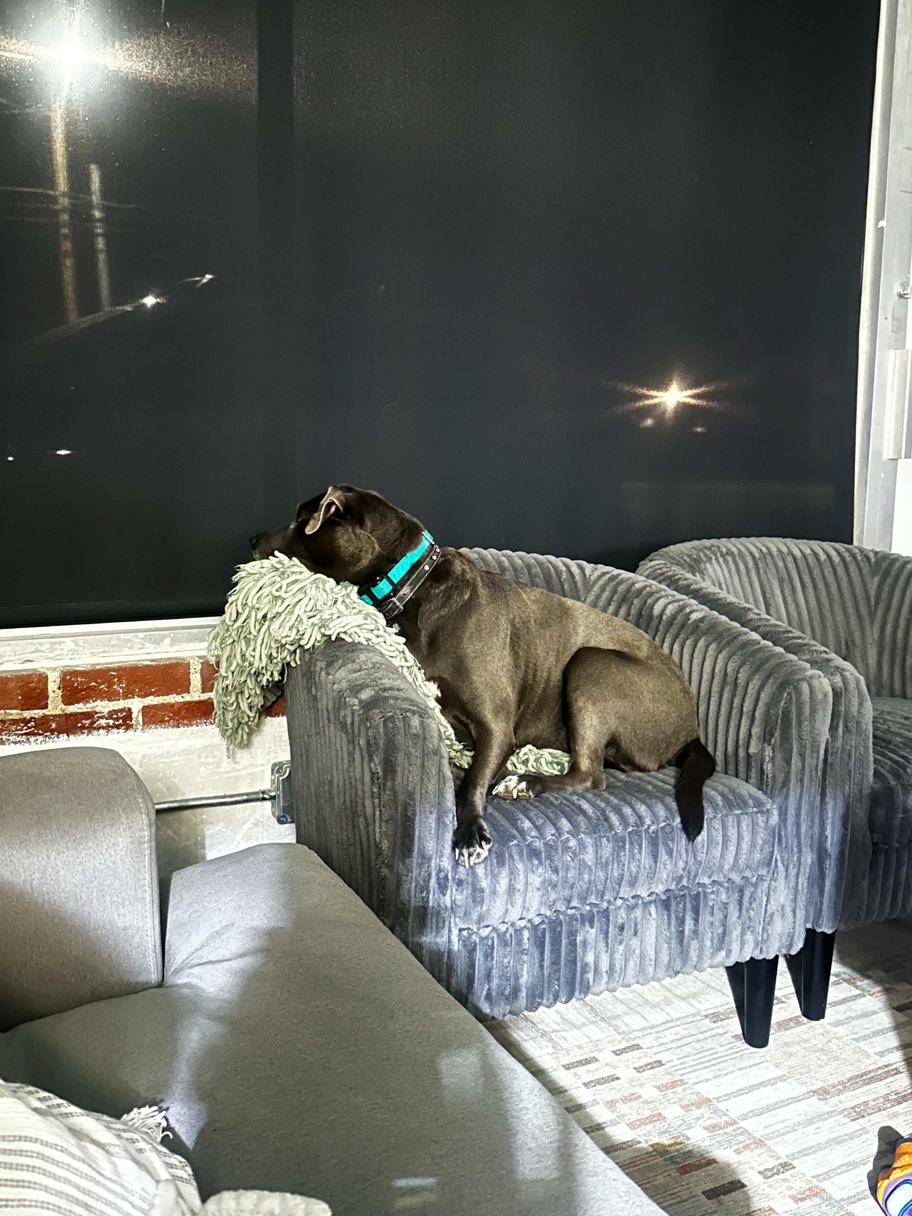 She loved watching the cars go by at night. 
Best place for your fur babies to stay! 