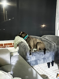 She loved watching the cars go by at night.
Best place for your fur babies to stay!